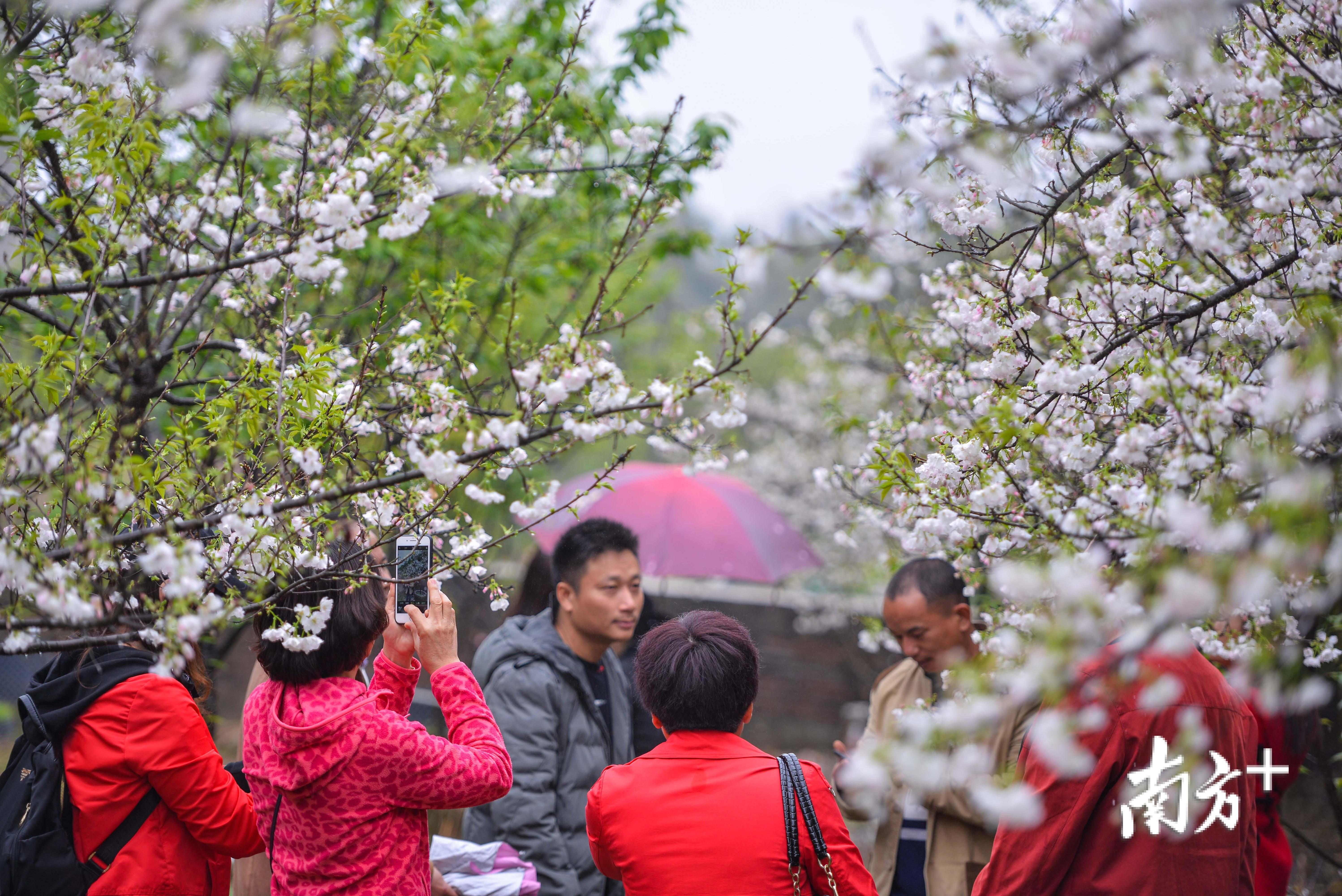 尽管如此细雨纷飞，爱赏花的游客还是纷沓而至。 全媒体记者 曾亮超 摄