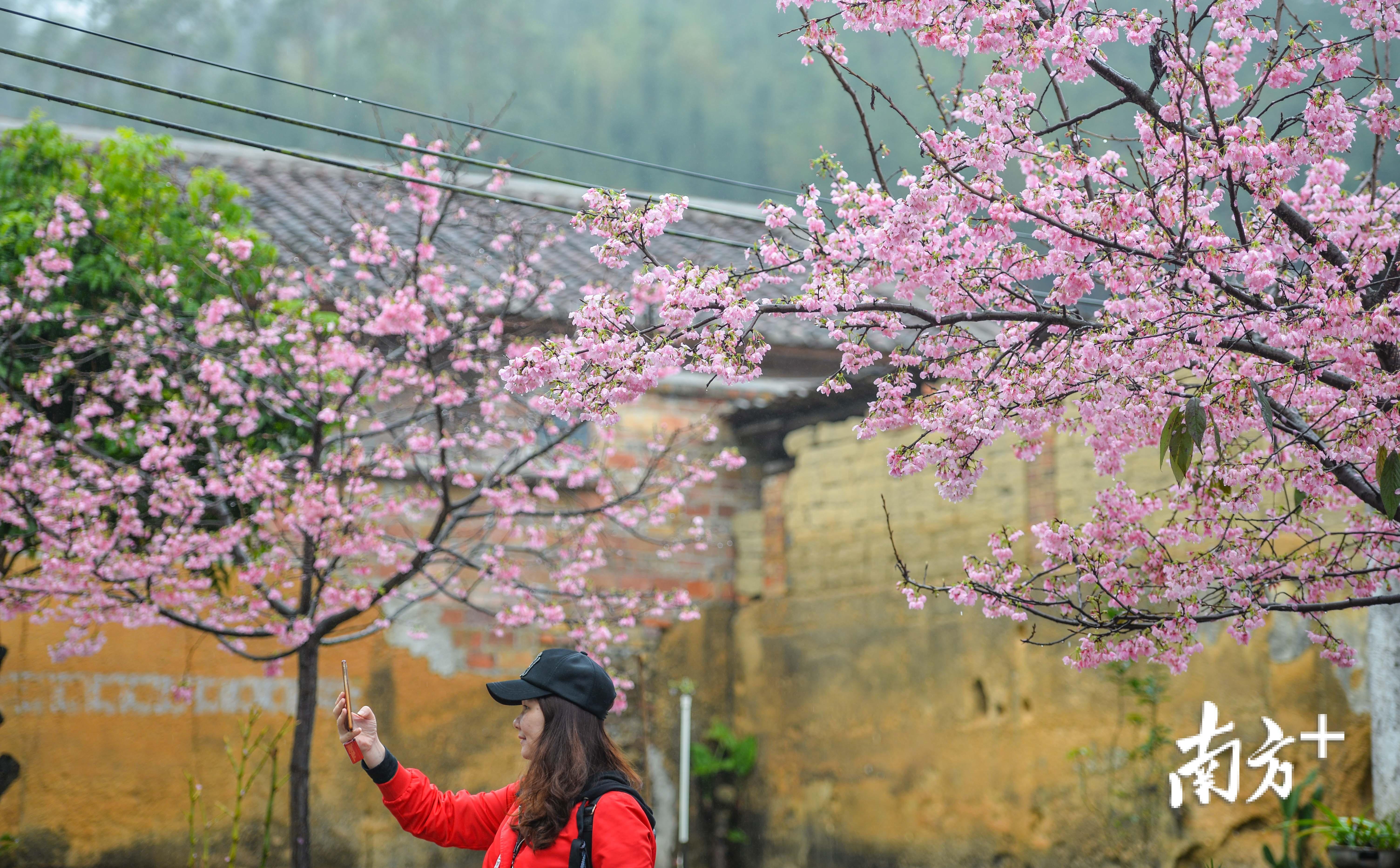 三洲坝村里樱花盛放，迎来了不少广州来的游客。全媒体记者 曾亮超 摄