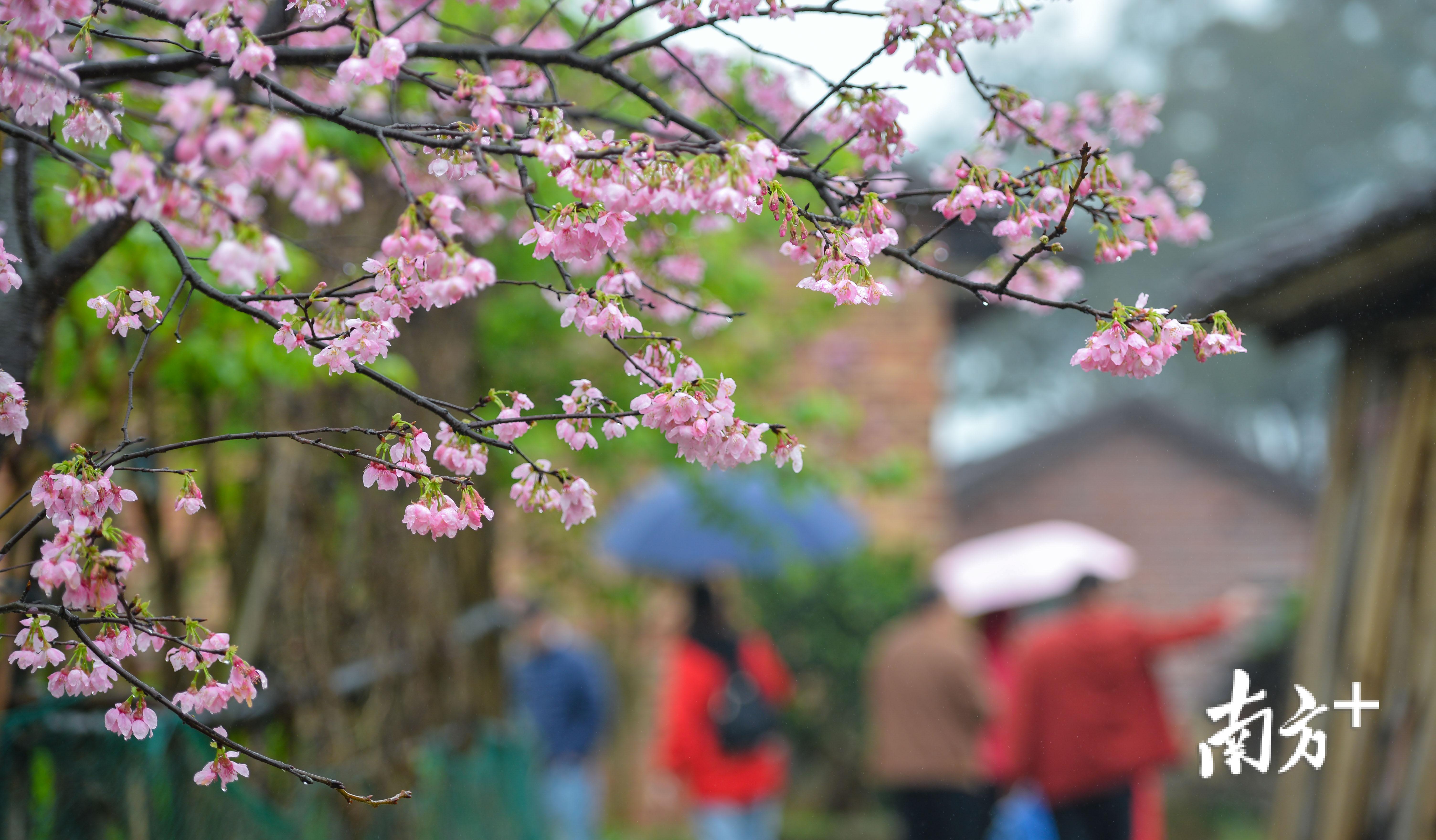 今年樱花花期恰逢雨季，给樱花的观赏造成了一定的影响。全媒体记者 曾亮超 摄