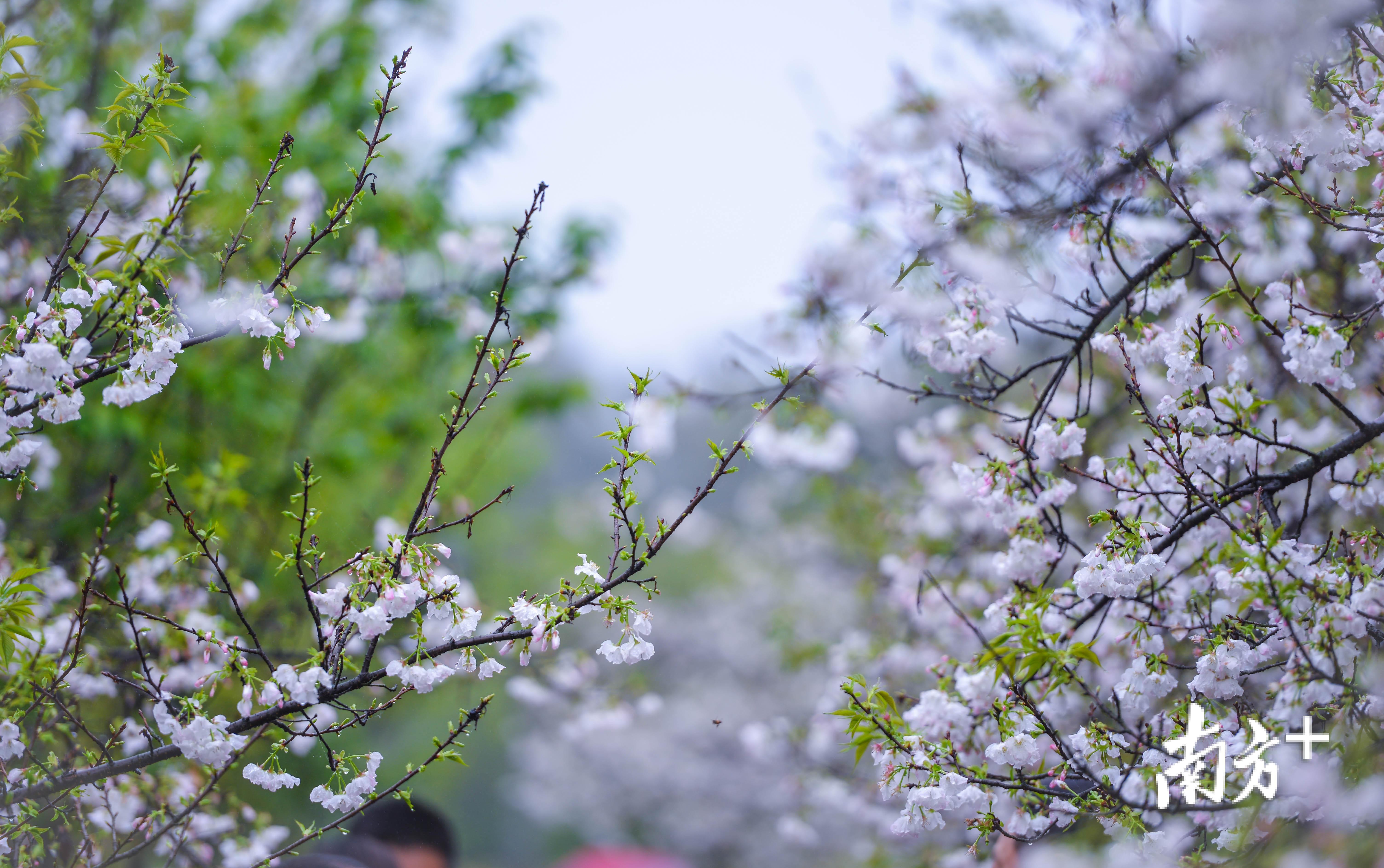 烟雨下的樱花却多了份诗意。全媒体记者 曾亮超 摄