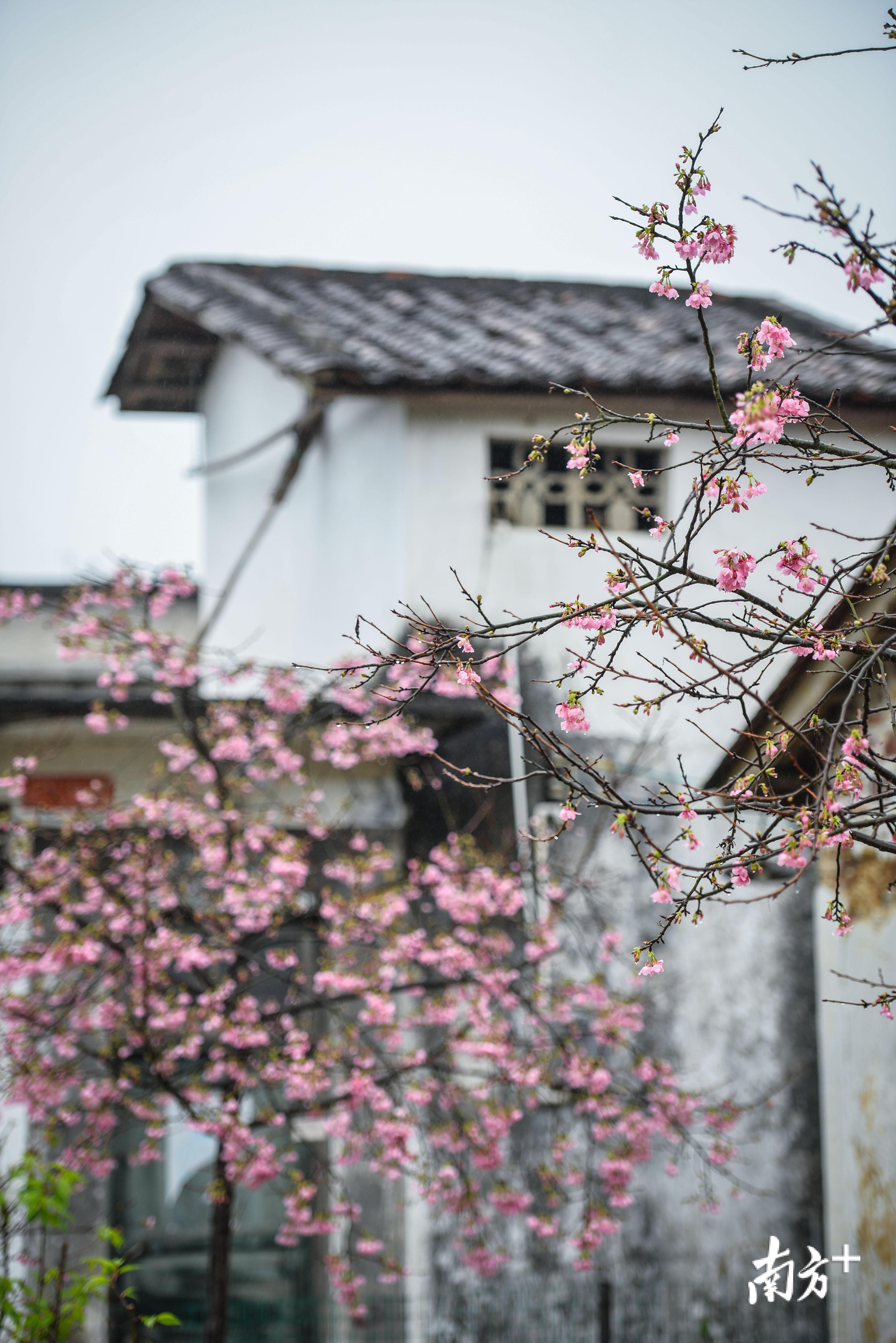 白墙红花，别有一番诗意。全媒体记者 曾亮超 摄