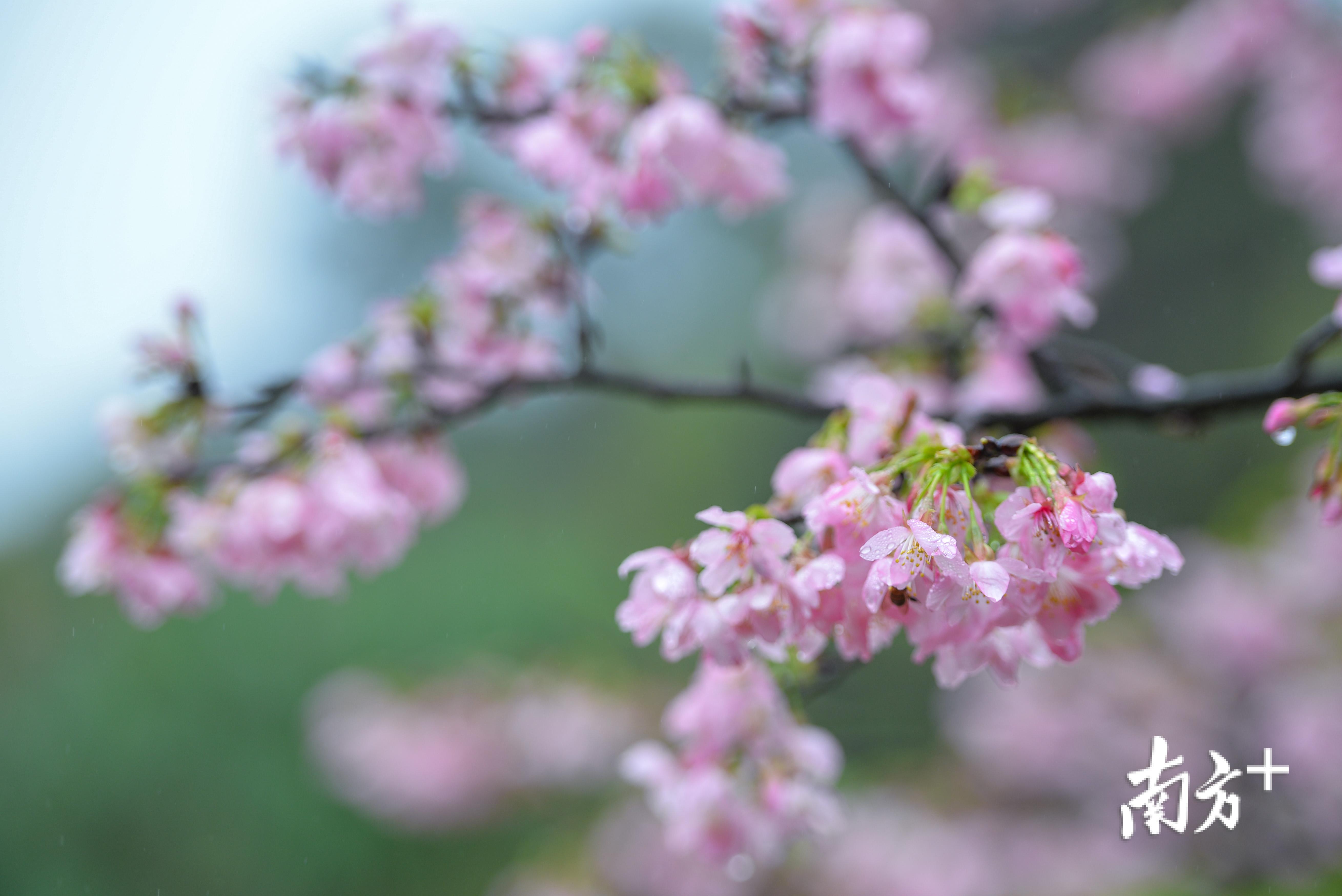 据介绍，樱花园里种植的樱花有近2万株，品种主要有中国红、广州樱、红粉佳人等。全媒体记者 曾亮超 摄