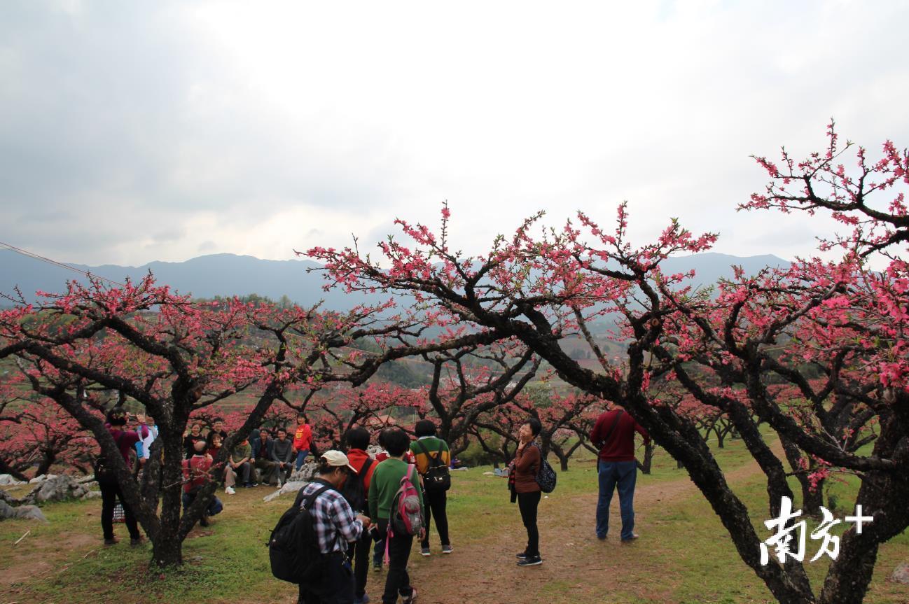 饶平桃花图片