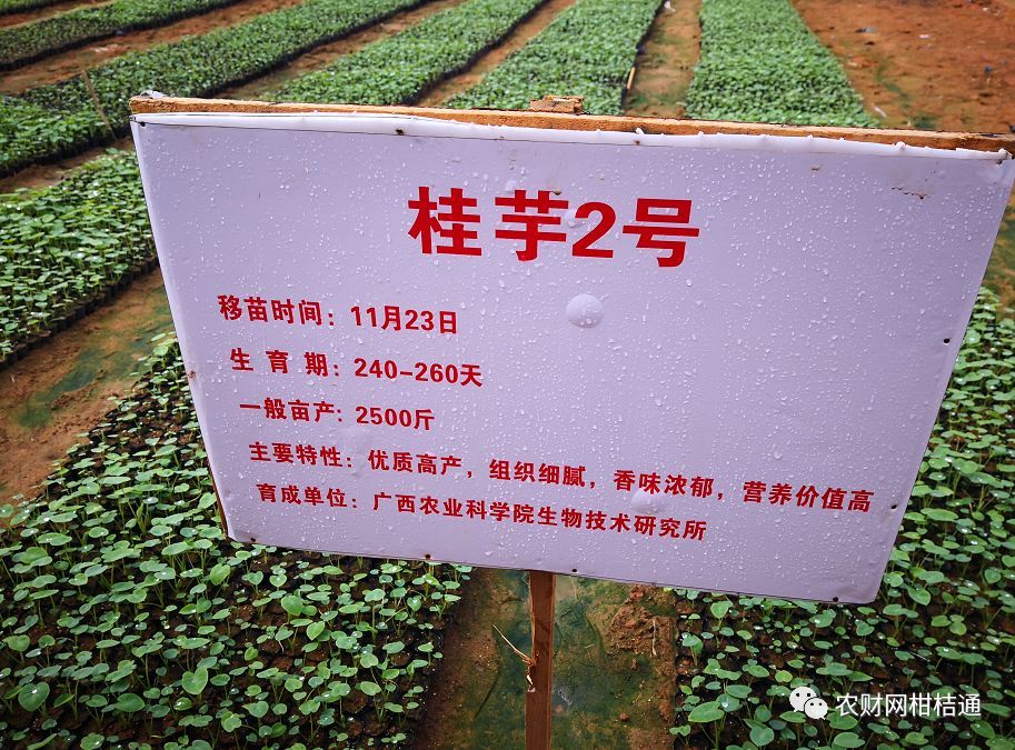 2月14日,年还没过完,防城港一村支书徐广波就迫不及待的带着5个村民