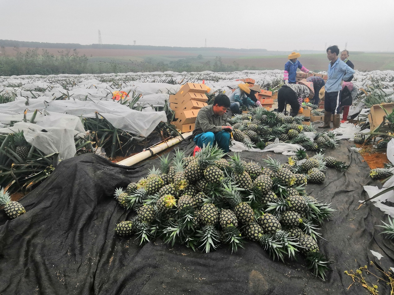 金菠萝采收现场。