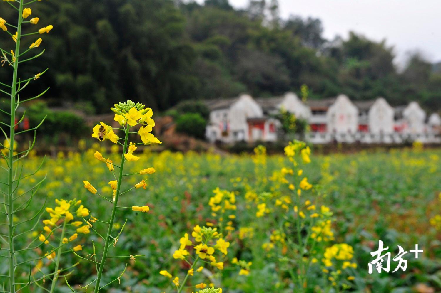 梅县区南口镇侨乡村油菜花盛开。