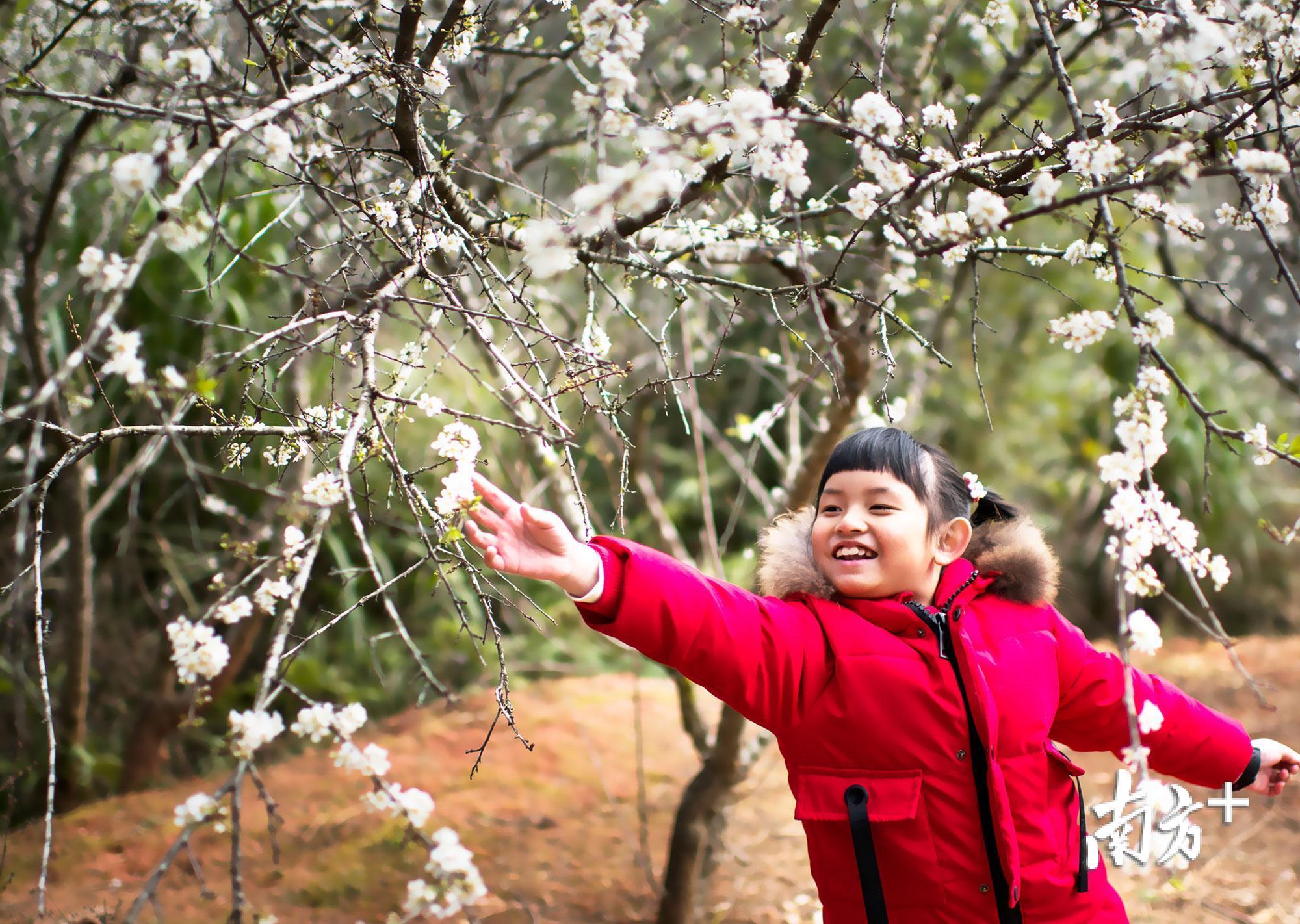 兴宁径南镇李花开，小女孩触摸春天的气息。
