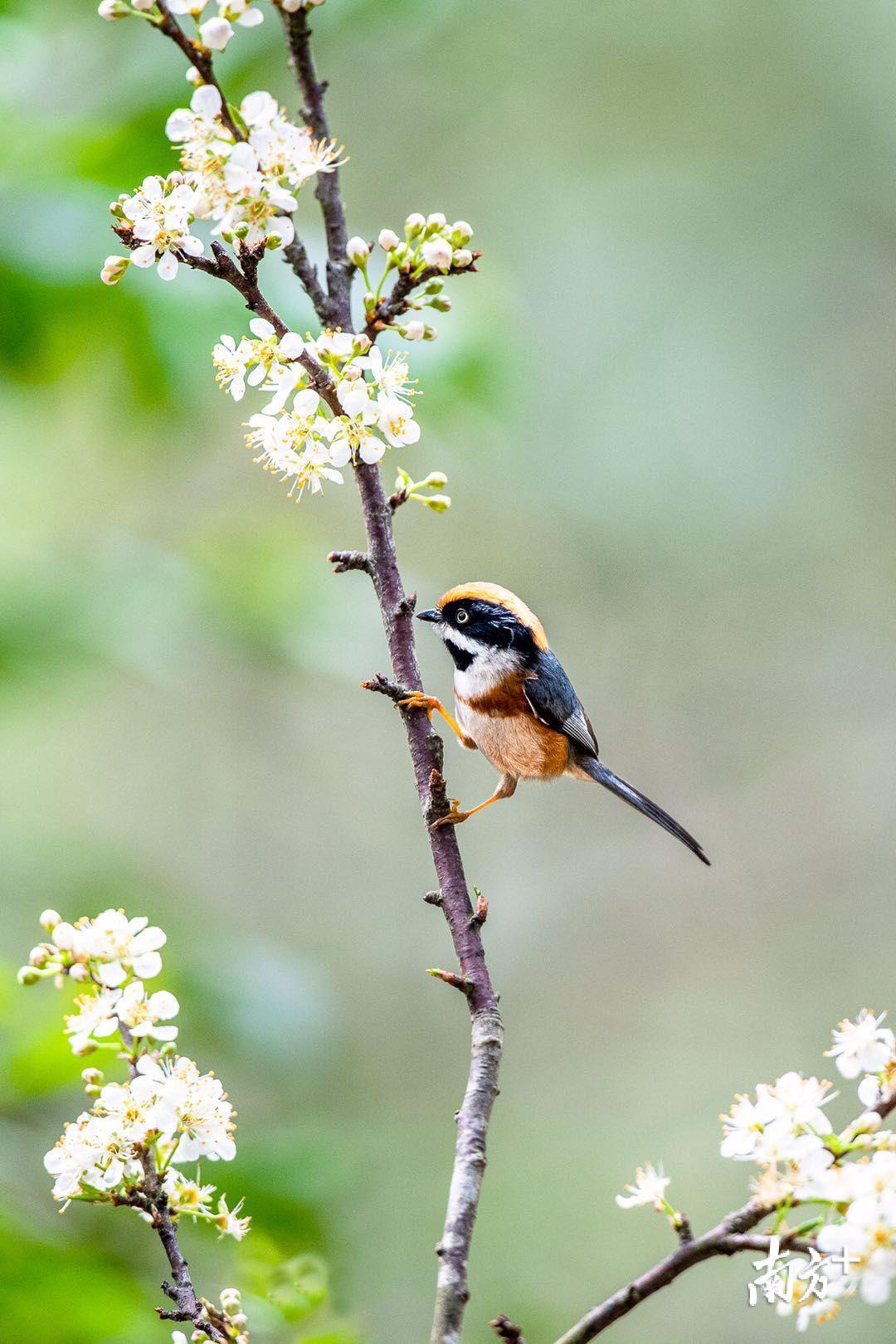 鸟儿在“春天的枝头”跳跃。