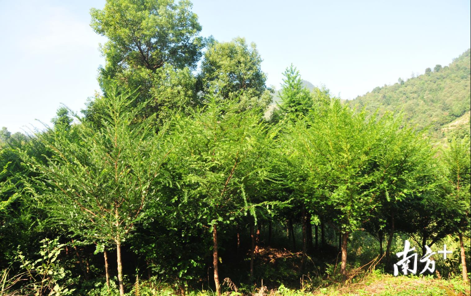 生机盎然的红豆杉。赖南坡摄