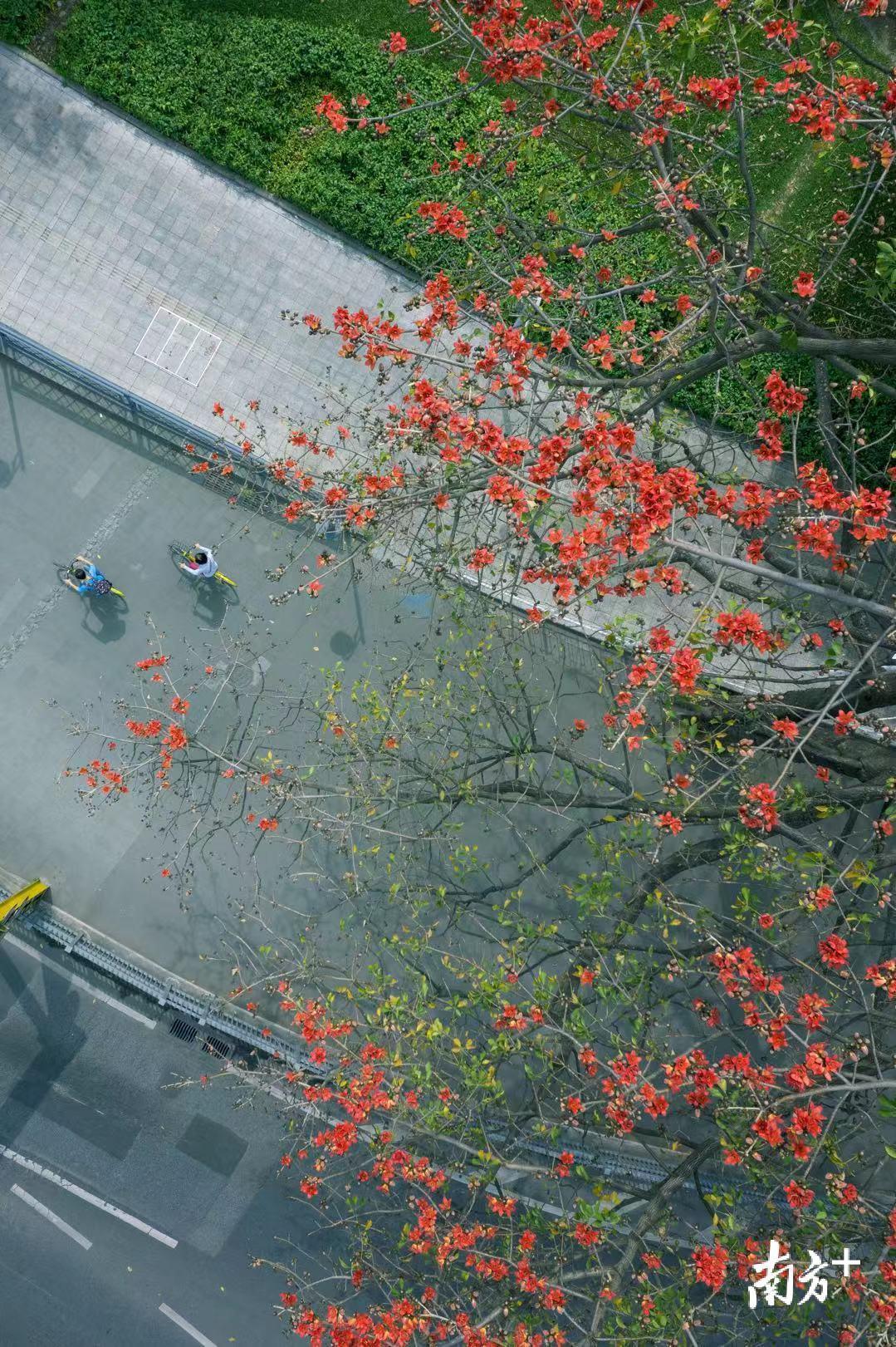 2月16日，木棉花盛开的季节，在海珠广场偶遇两位骑车的路人，航拍视角下形成一个温馨的画面。ainyone 摄