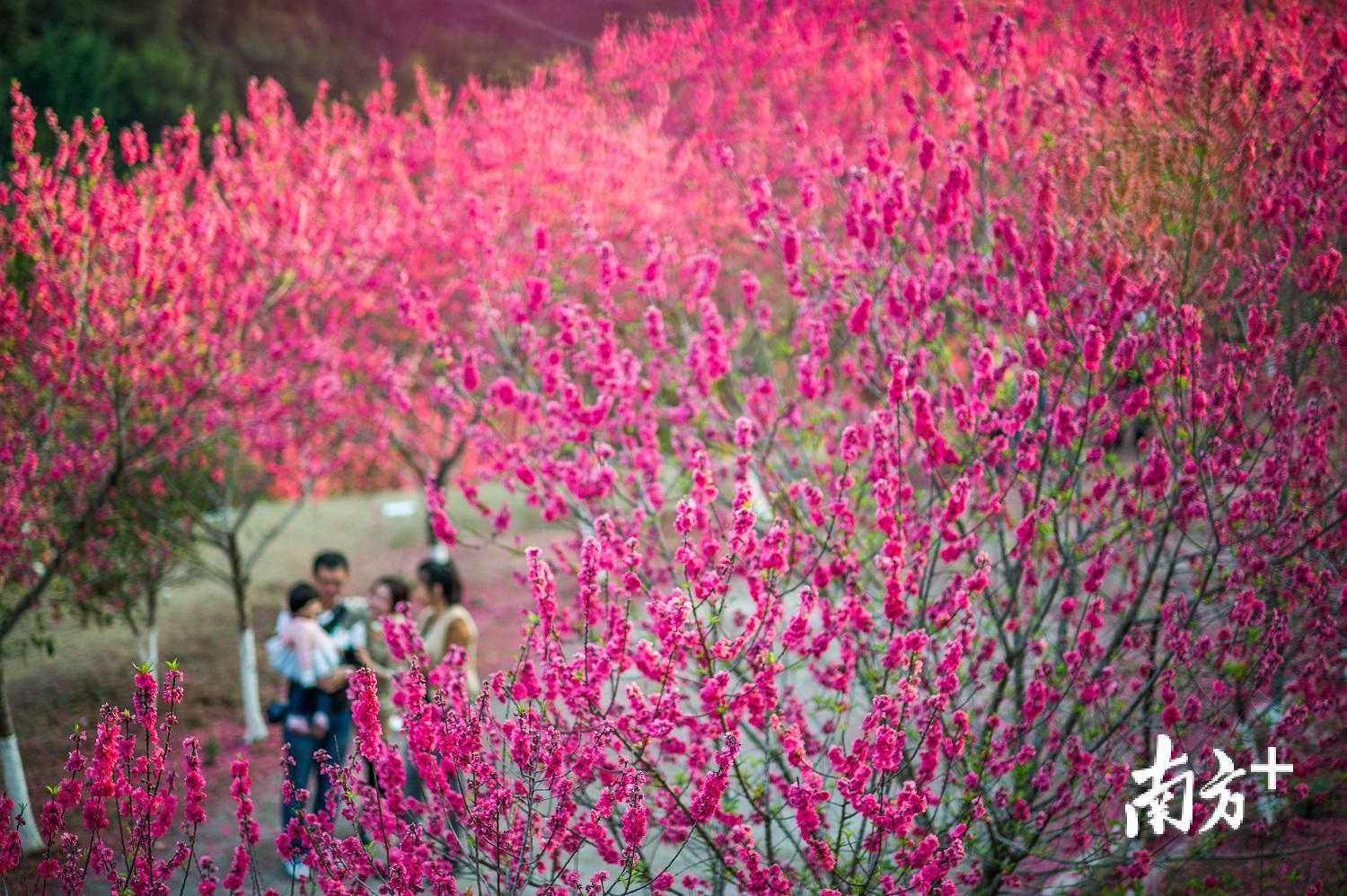 梅县区南口镇麓湖山景区杏花绽放，游客纷至沓来。