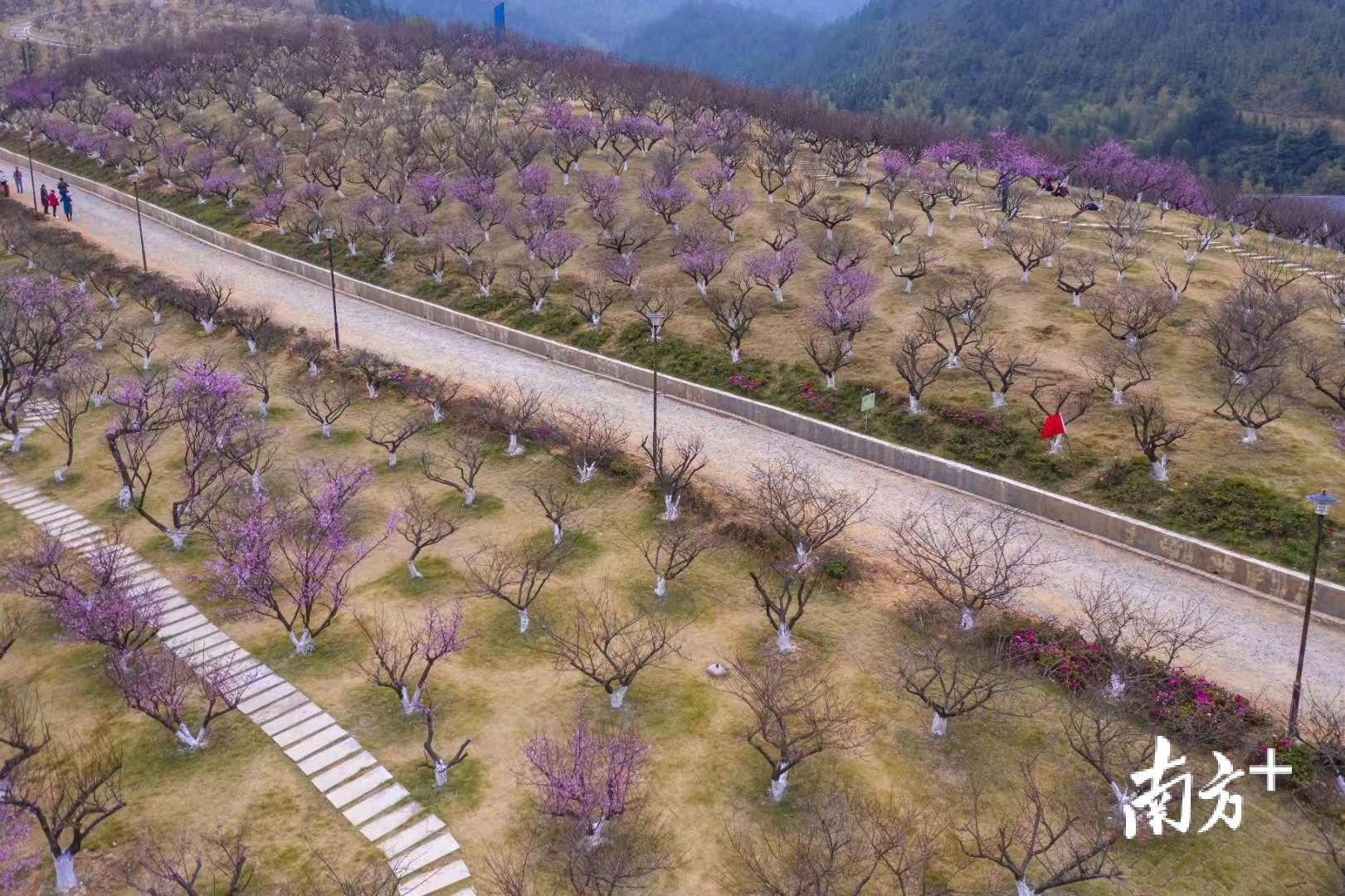 新春伊始，红梅争艳，摄于广东韶关梅岭古道。傅昆 摄