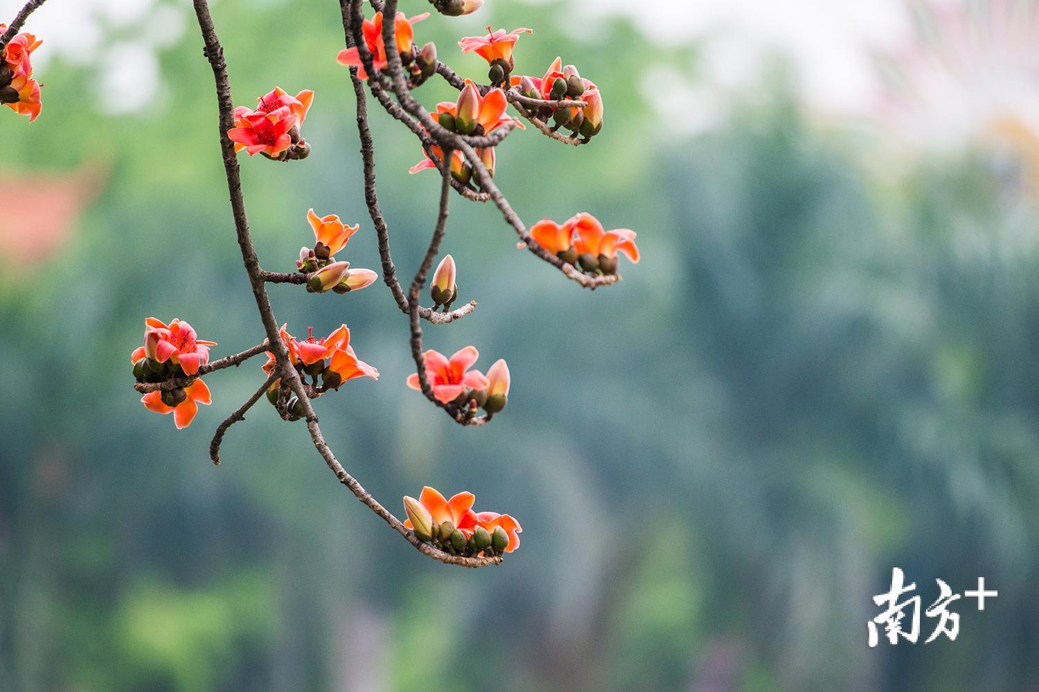 初春的木棉，红彤彤一片在枝头绽放，宛如展翅高飞的火凤凰。