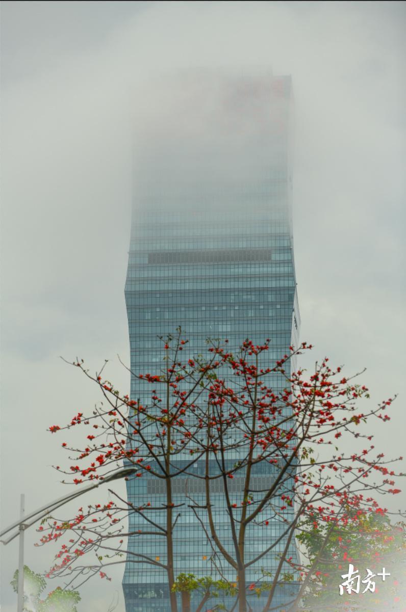2月18日，云雾笼罩下，生长在高楼旁的木棉花开的更加鲜艳，摄于东莞市长安镇。廖志忠 摄 