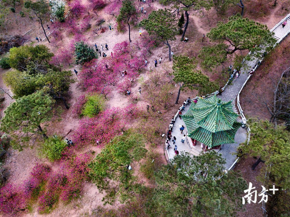 2月13日，广州南沙十八罗汉山桃花盛开，游人如鲫。扑朔 摄