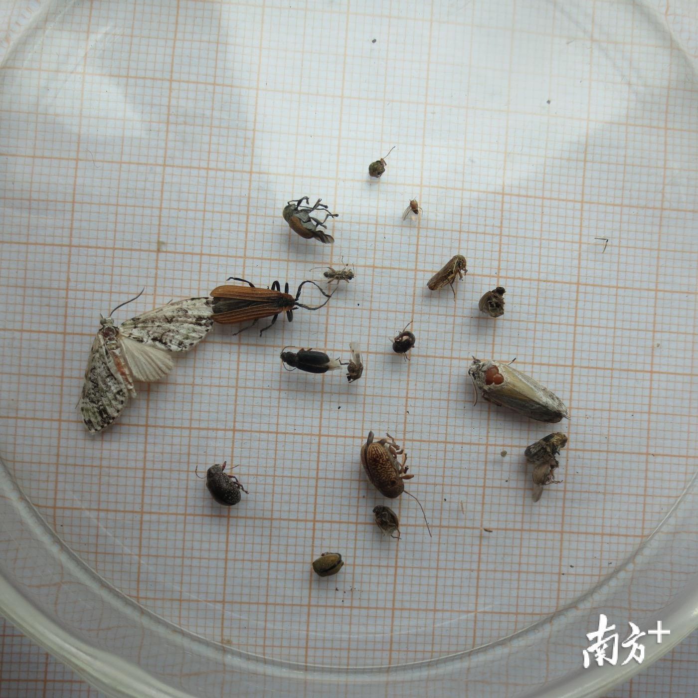 汕头海关现场检疫查验中同时查获9种有害昆虫。