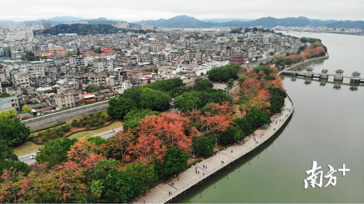2月24日，被木棉花围绕着的潮州古城。许师毅 摄