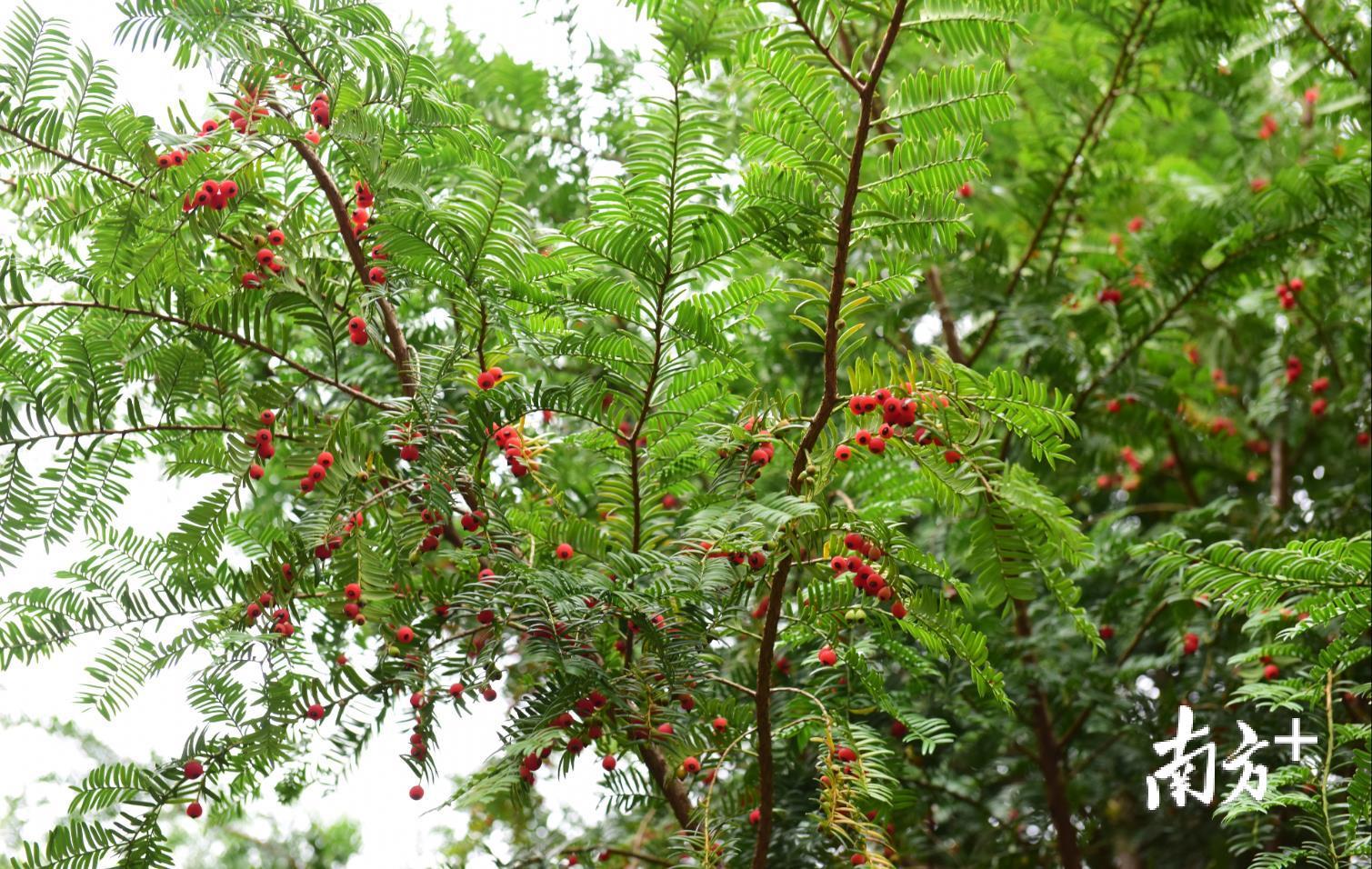 红果满枝头。赖南坡摄