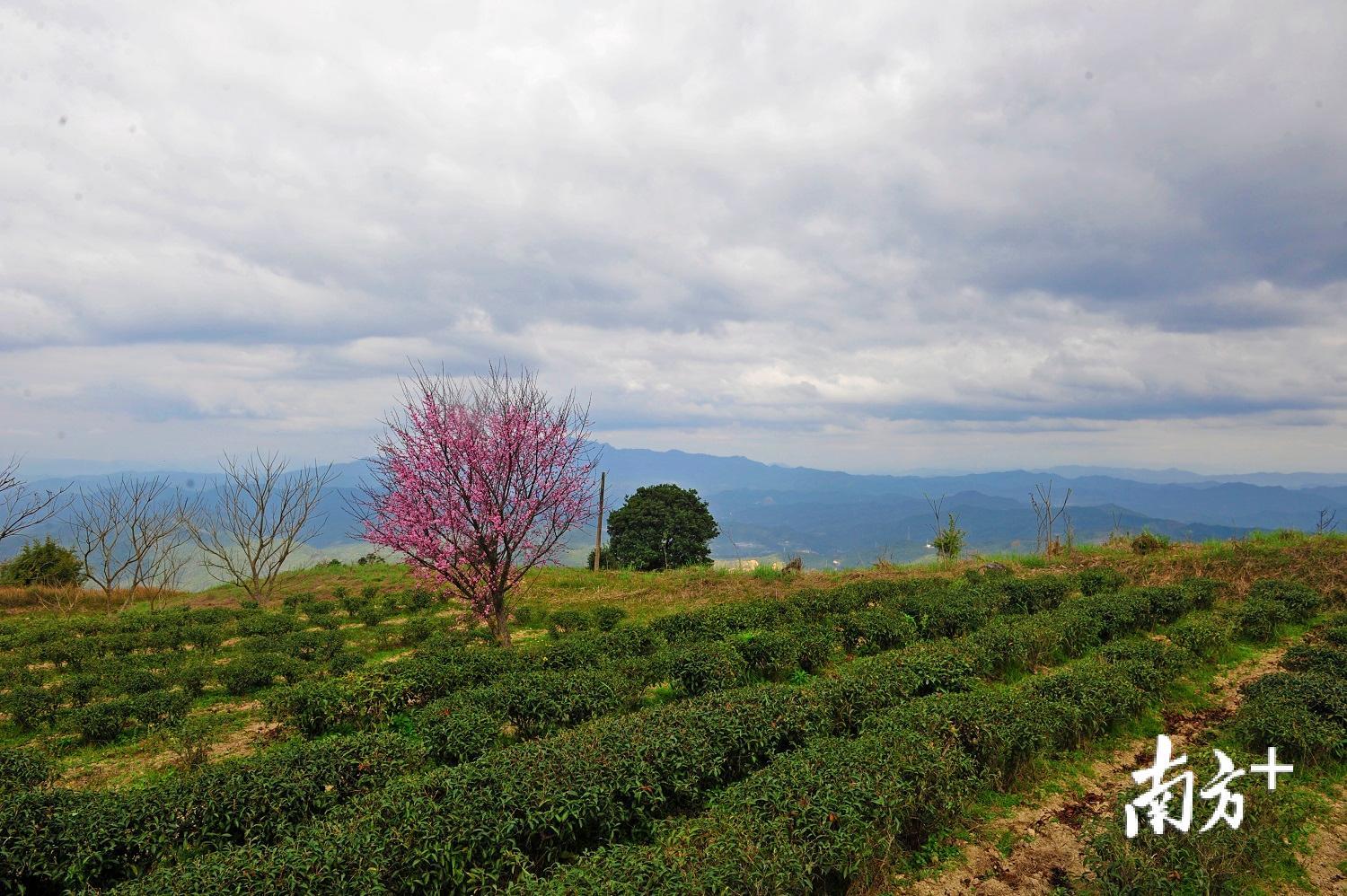 梅江区西阳镇，茶场内樱花树站立于茶树之间，彰显着春的气息。