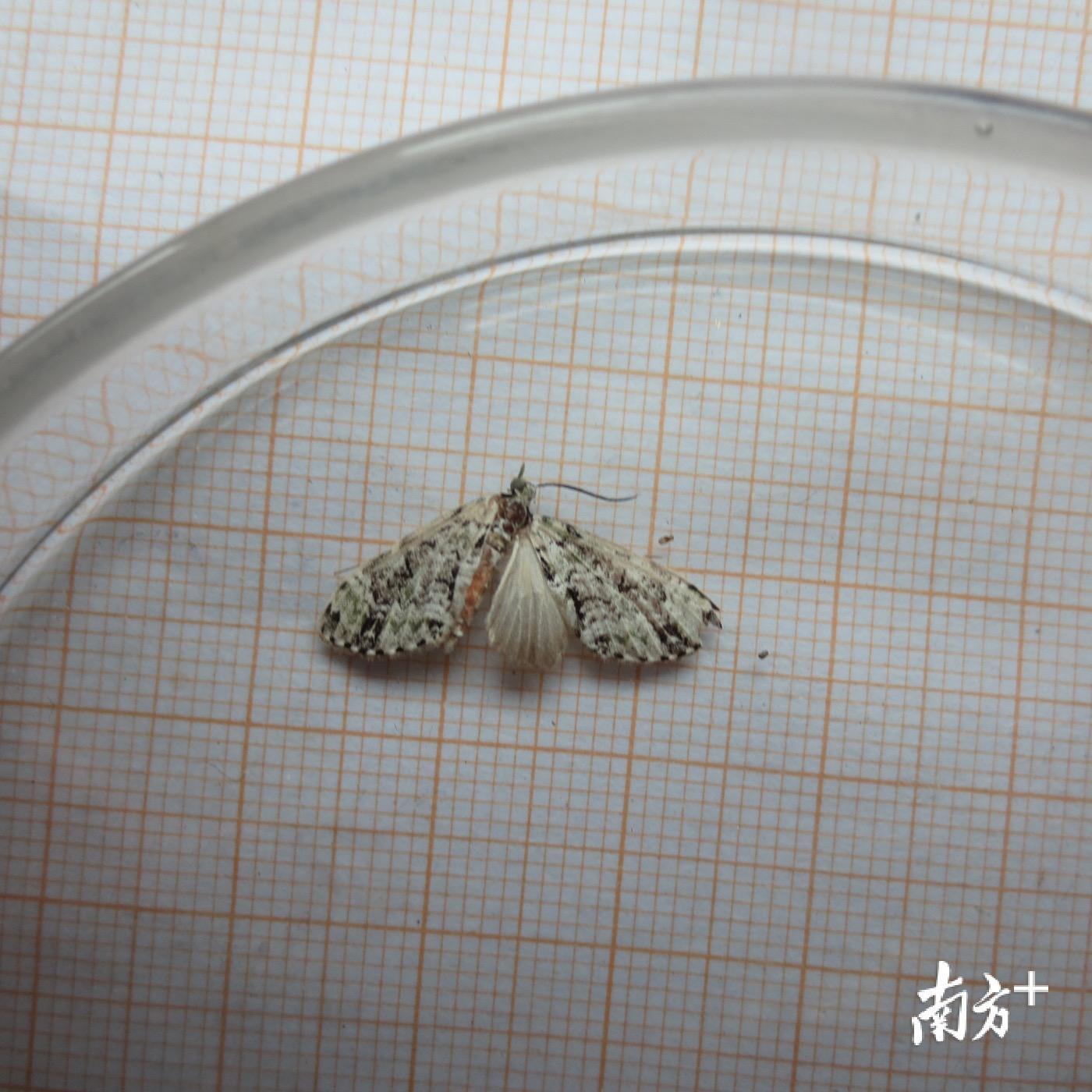 汕头海关在现场检疫查验中查获的有害昆虫。