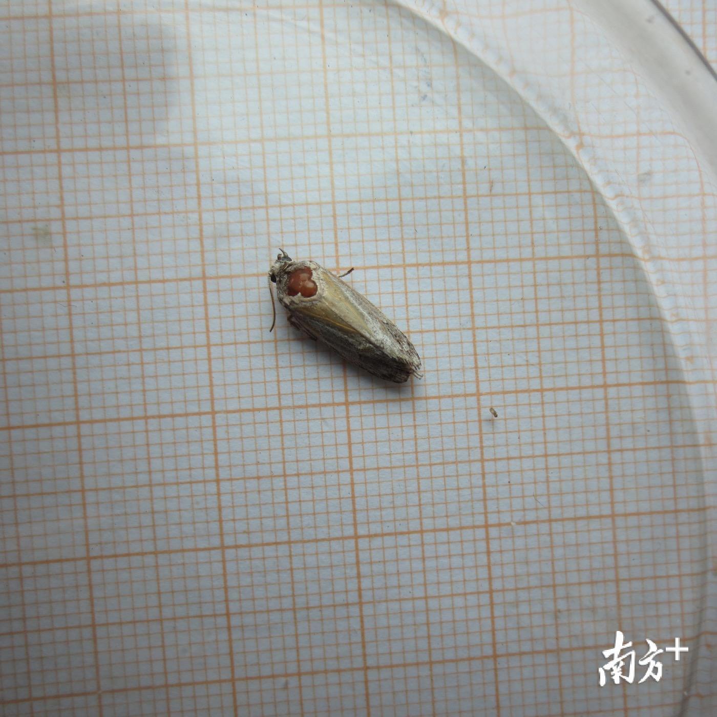 汕头海关在现场检疫查验中查获的有害昆虫。