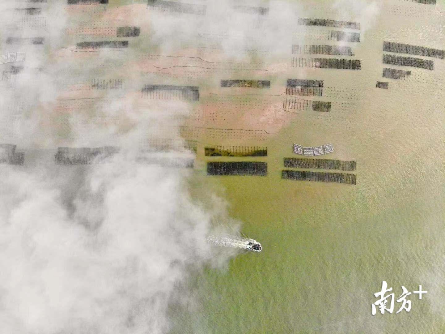 阳江市入海的雅韶北津江口，两艘放完蚝桩的平板作业船并列而归。刘正亮 摄