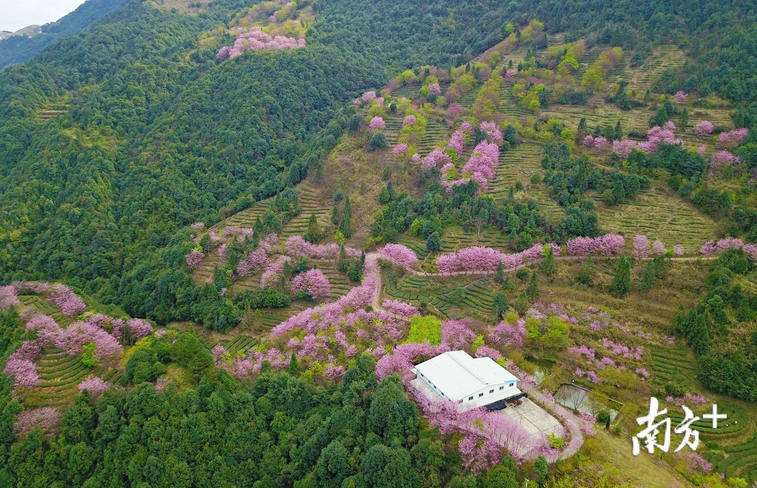 梅江区西阳镇明山嶂连片樱花盛开，好似粉云盘绕山间。