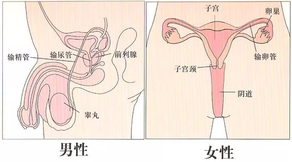 女性尿道 地方图片