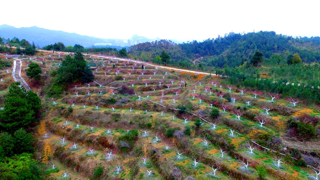 广福镇豪岭村350亩桃花陆续绽放。汪敬淼 摄