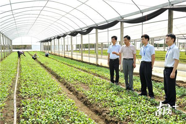 惠州农商银行工作人员到四季绿种植大棚了解生产情况。