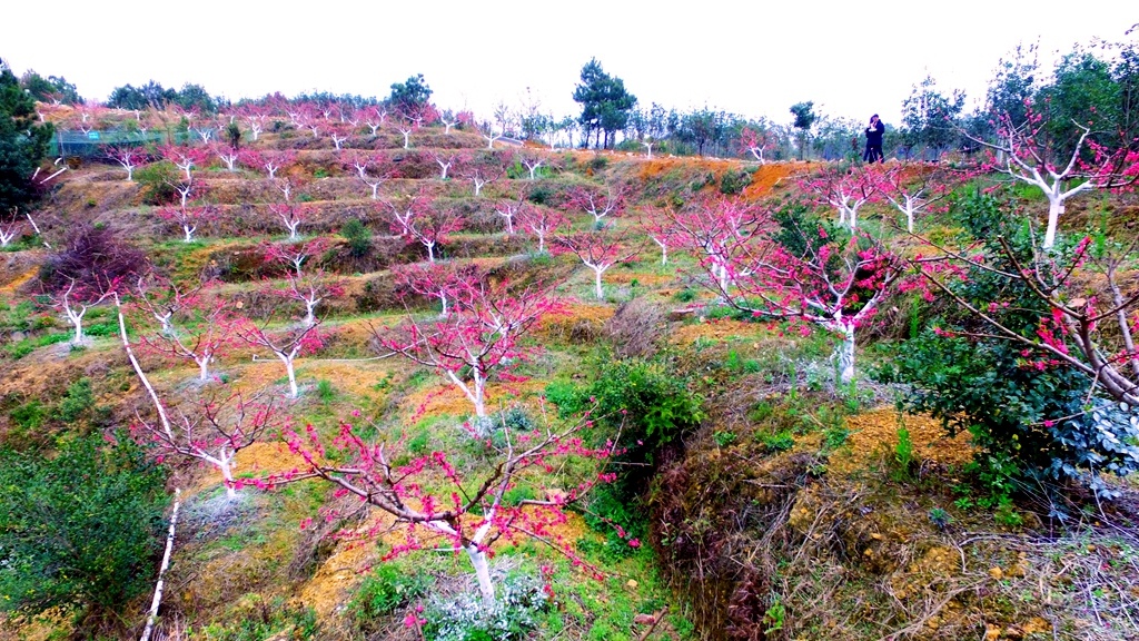 广福镇豪岭村350亩桃花烂漫绽放。汪敬淼 摄