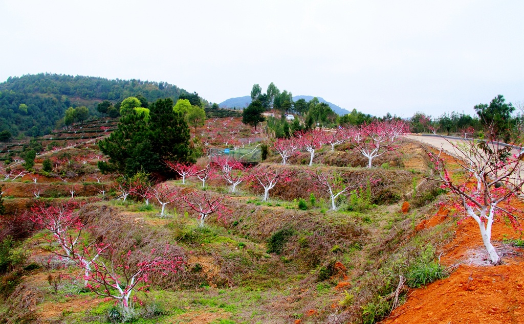 沿着绵延山路层层叠叠绽放的桃花。汪敬淼 摄