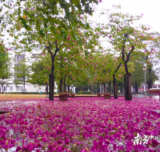 一场春雨过后，广东实验中学顺德学校铺上了“鲜花地毯”。