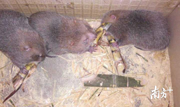 图为谭卫坚养殖的竹鼠。 图为谭卫坚养殖的竹鼠。
