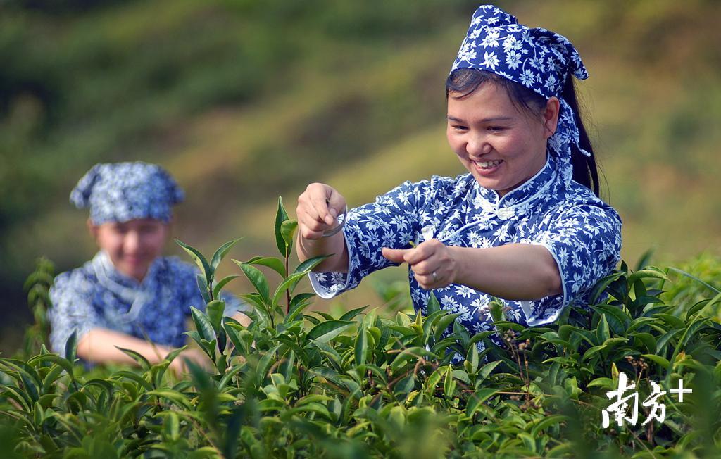 茶农正在采茶。茶叶是大埔长寿食品的主打品牌，是大埔发展长寿经济的支柱产业。（陈立维 摄）