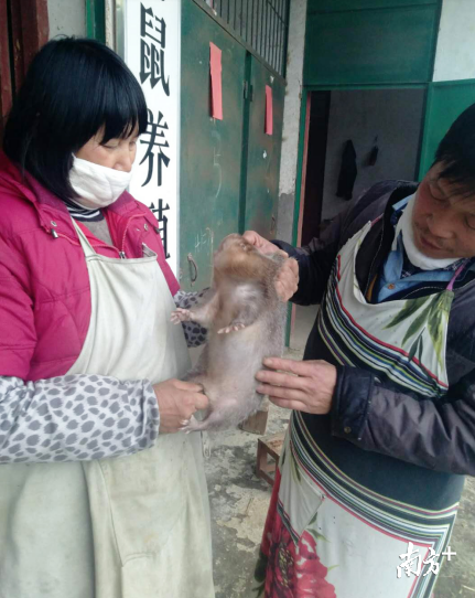 左为谭卫坚在检查竹鼠生长情况。 左为谭卫坚在检查竹鼠生长情况。