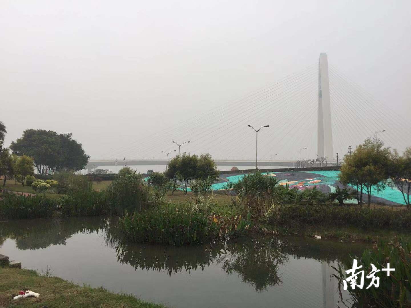 在禅城奇槎半月岛湿地公园，远处的奇龙大桥“蒙查查”，蓝天白云“躲猫猫”。李晓莉 摄