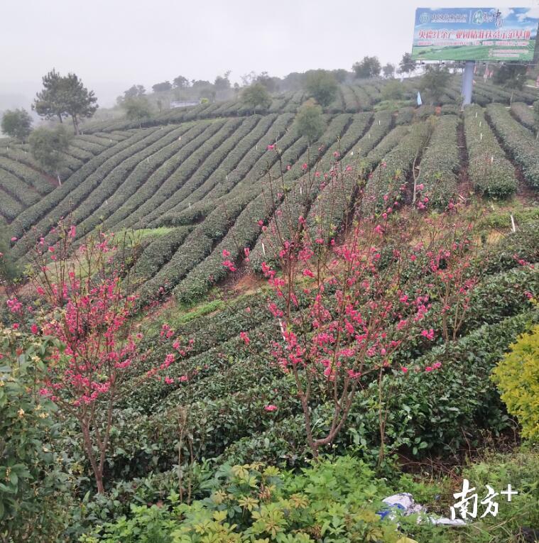 全媒体记者 焦莹 摄。 全媒体记者 焦莹 摄。