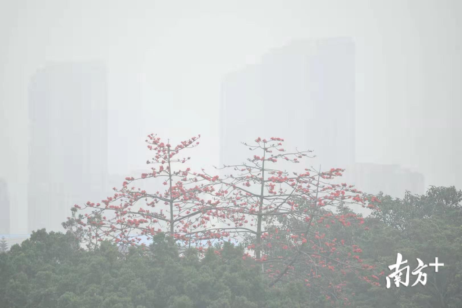 雾中的红棉。戴嘉信 摄