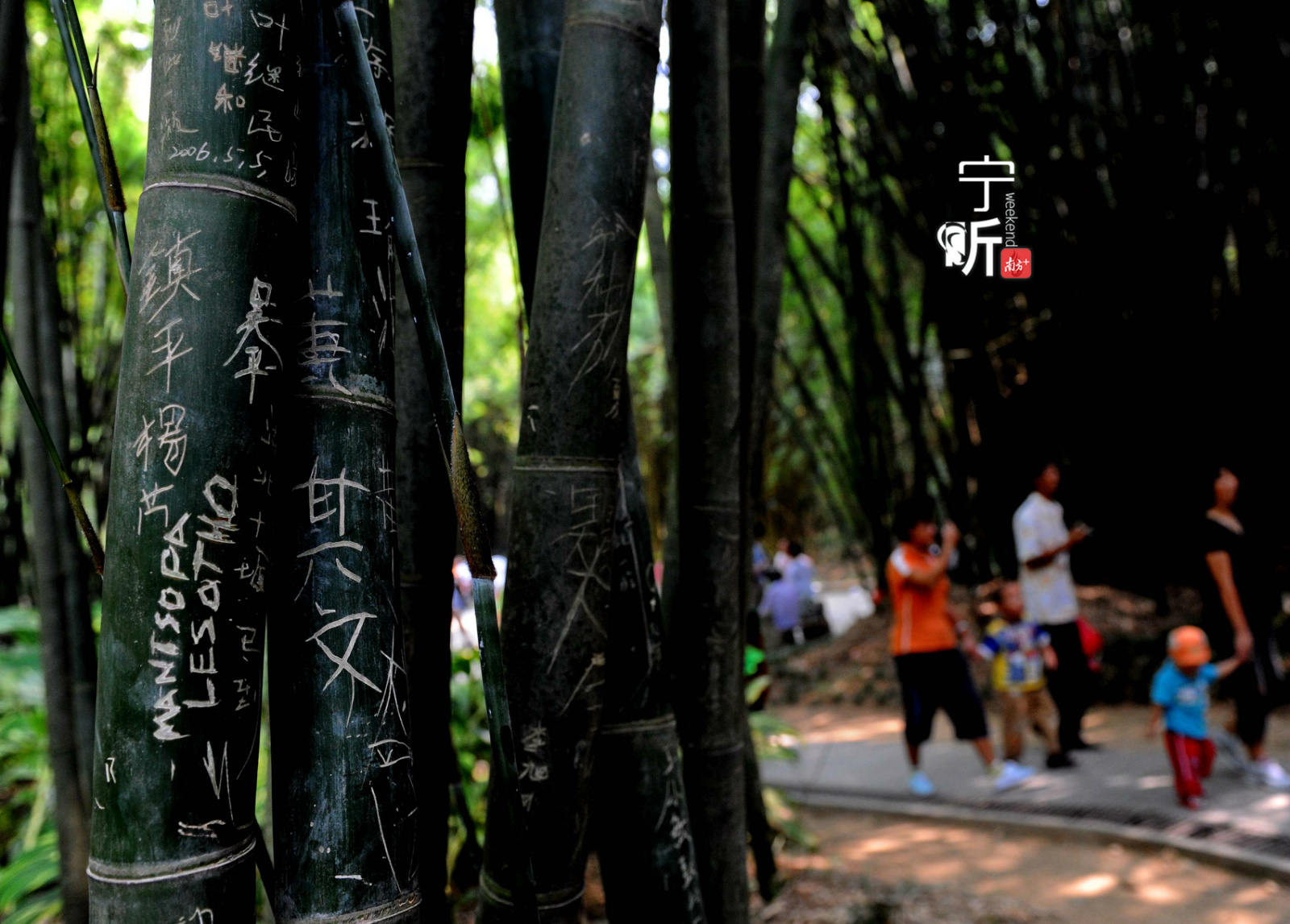 这是2018年10月3日拍摄的游客在福州国家森林公园竹林留下的刀痕。（图源新华社）