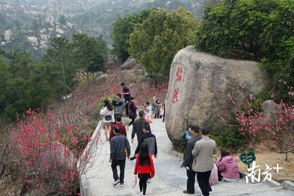 巨峰寺桃花盛开，吸引八方游客前来登山赏花。今濠 摄