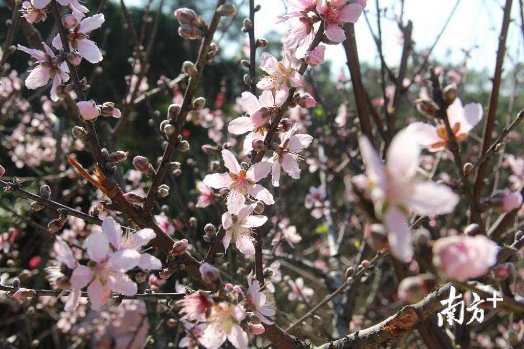 云霞般烂漫的桃花了开满半个山头。胡少华 摄