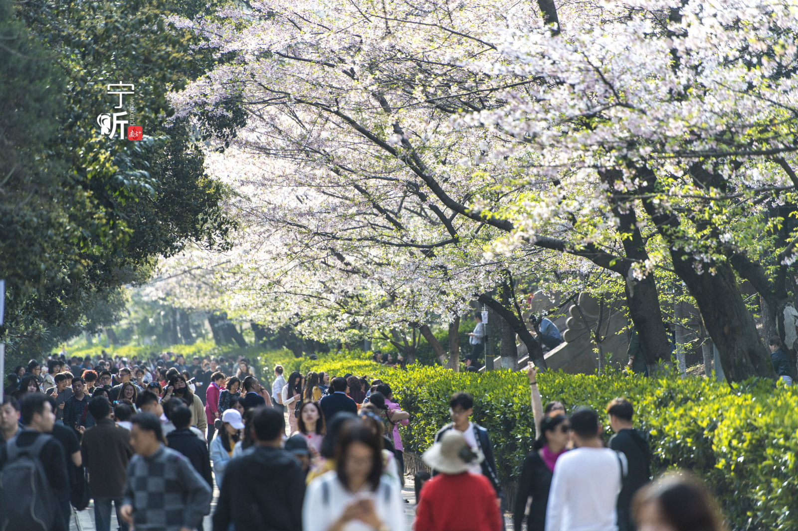 资料图：武汉大学樱花齐开。（图源新华社）