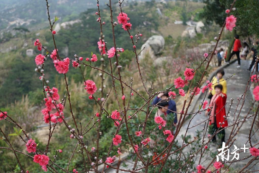 早春二月，巨峰寺万株桃树迎风初绽。今濠 摄