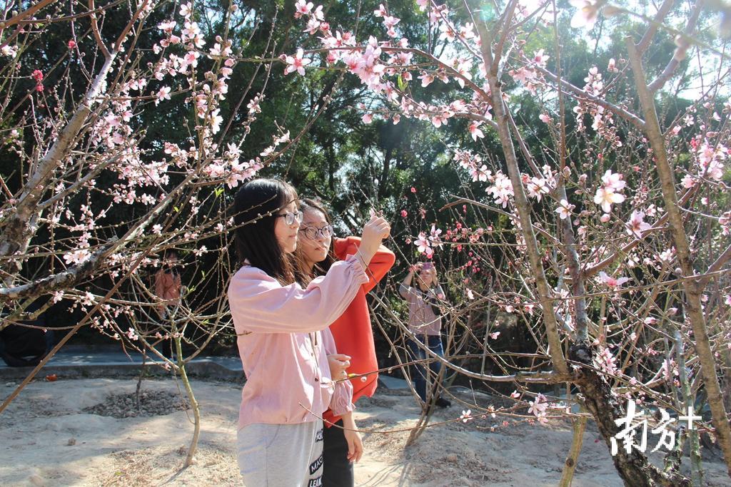 游客走进花丛，细看、轻嗅、慢品枝头春意。胡少华 摄