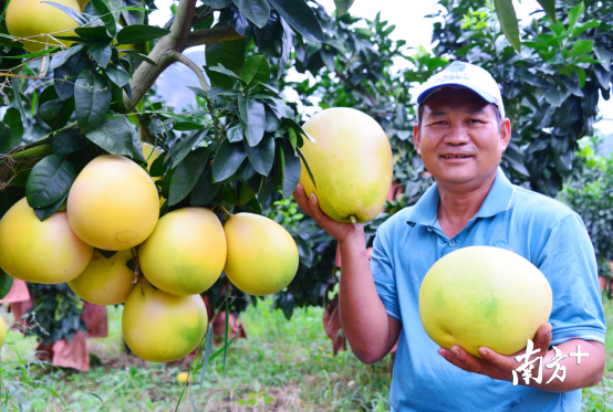 保安镇的富硒红蜜柚。全媒体记者黄津 摄
