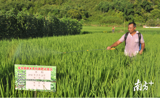 保安镇的富硒农业种植超过1000亩。