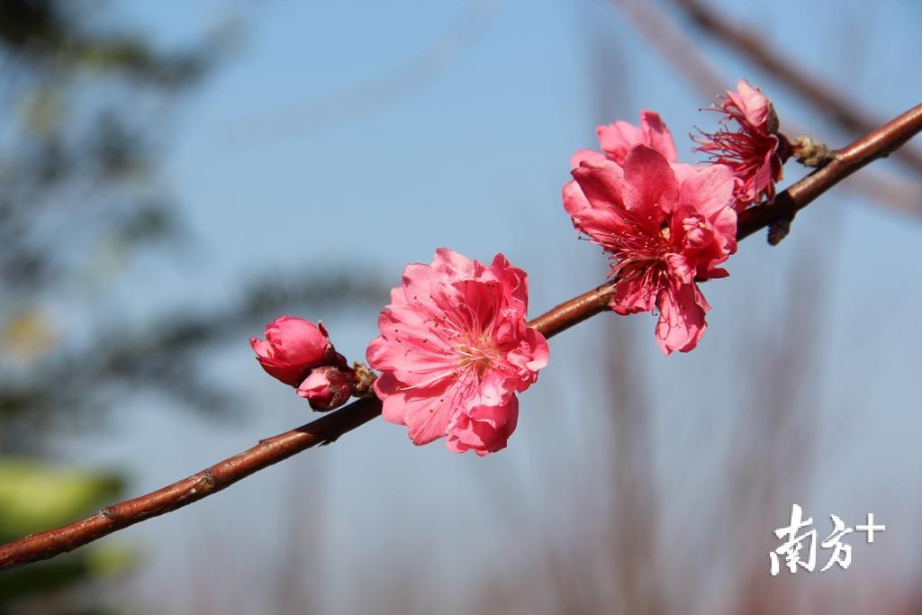“东风着意，先上小桃枝。”胡少华 摄