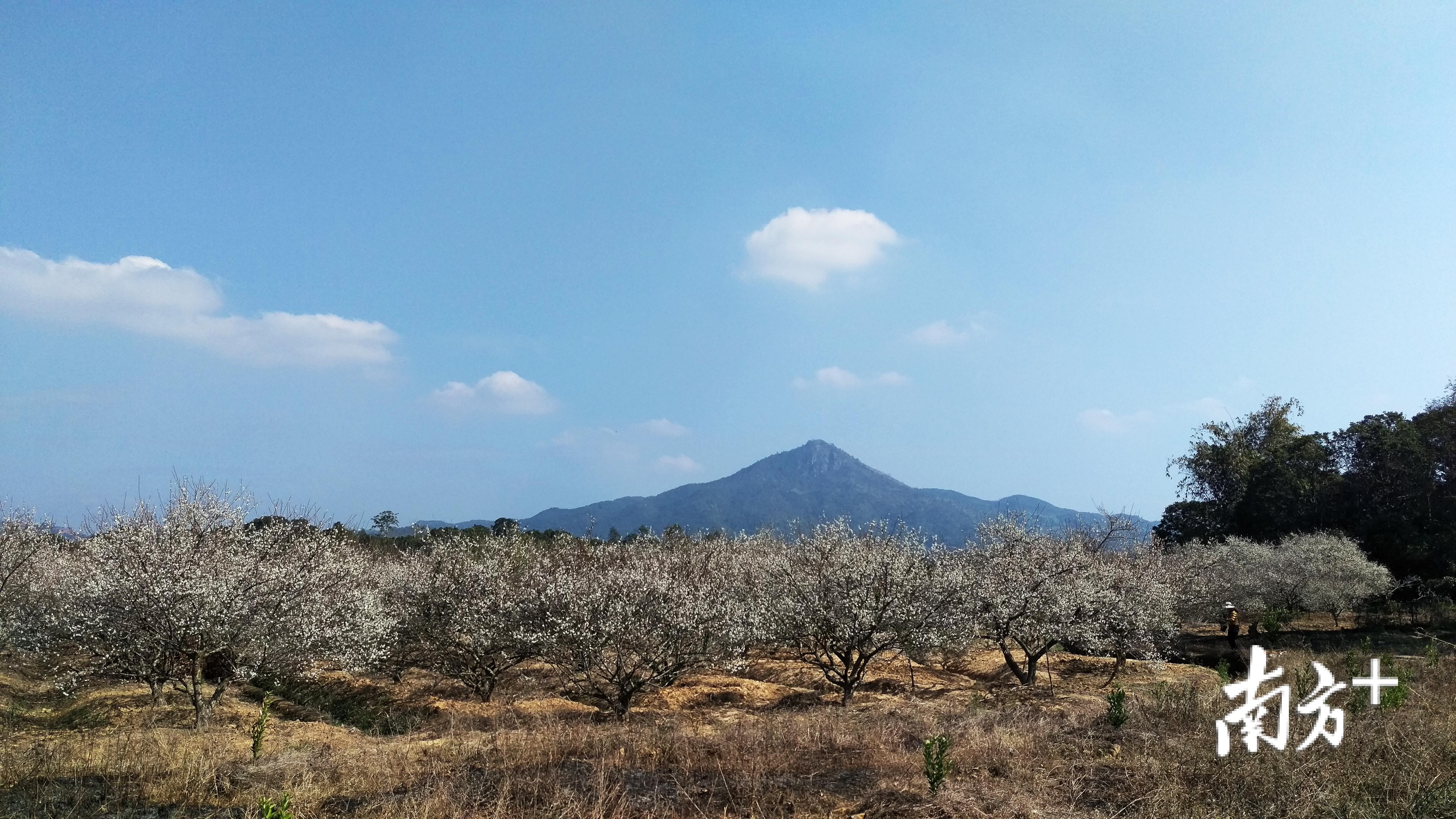 湖岭村青梅园 湖岭村青梅园