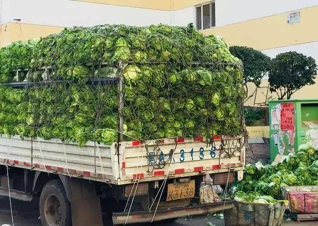 一起来看东北卖白菜的车辆